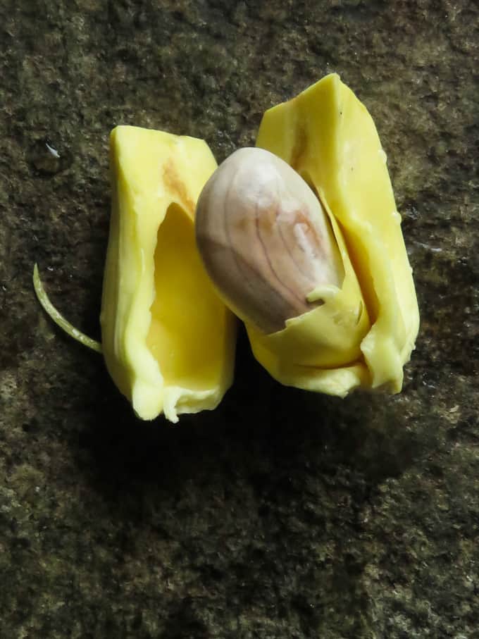 removing seed from the jackfruit.