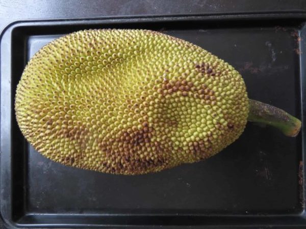 a whole baby jackfruit placed on a black tray.