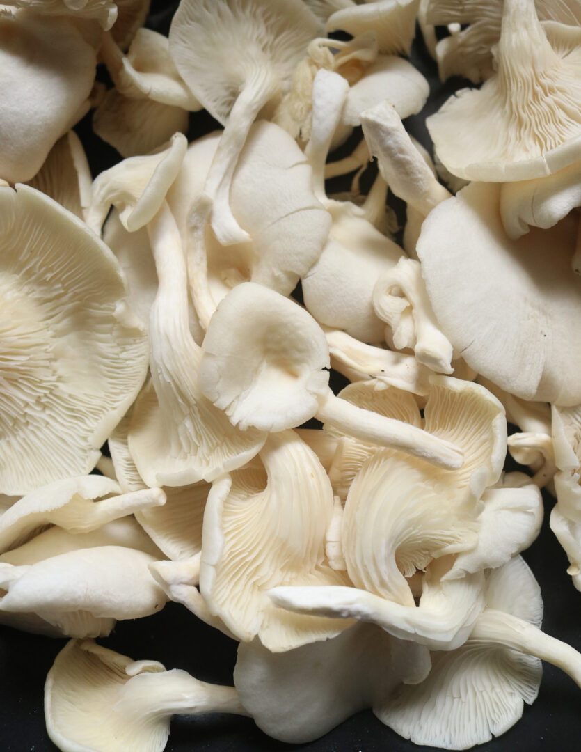 Garlic butter oyster mushroom recipe. | ISLAND SMILE